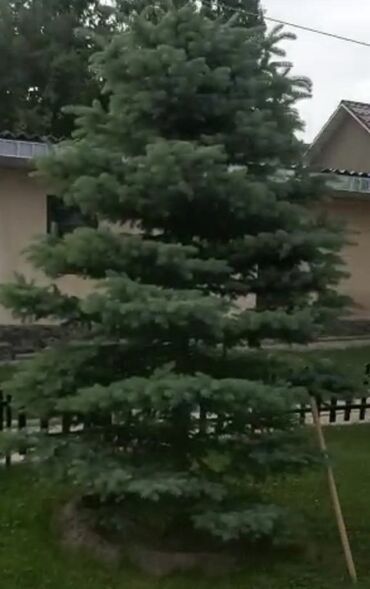 живая елка бишкек: Голубая ель 🌲, высота 3,5 метра, самовывоз с Арча-Бешика, улица