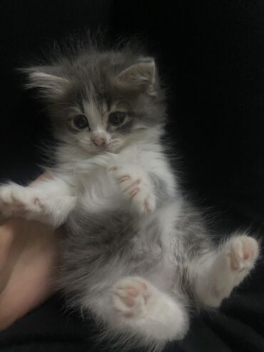животные кошки: Отдам кошку в добрые руки, девочка, 2 месяца мама породистая, папа
