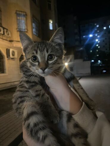 сколько стоит кролик домашний: Продам недорого котёнок,девочка,в хорошие руки
