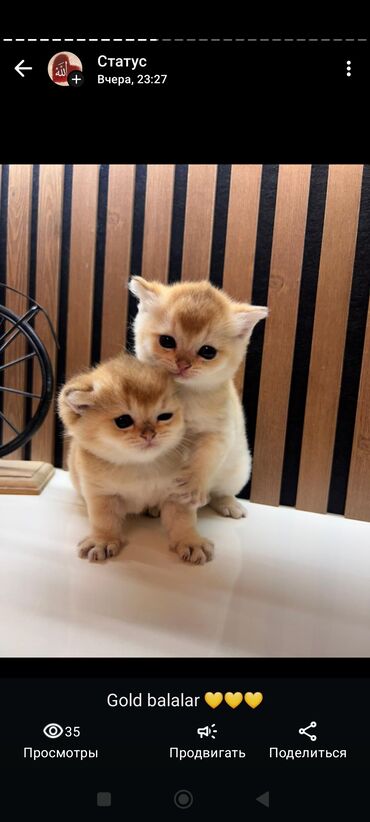 Pişiklər: Britan, Yaxşı əllərə — 17