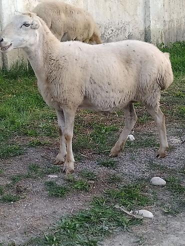 cins ineklerin satisi 2019: 1 ana bala 2 qoyun beyləqan sortu qoyunlardır. Tək tək və kom satılır — 3