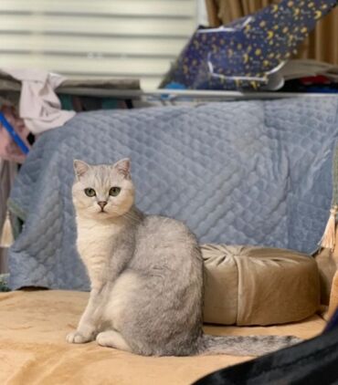 сиямские кошки: Продаю шотландскую кошку, серебристая шиншилла. Возраст 1 год и 7