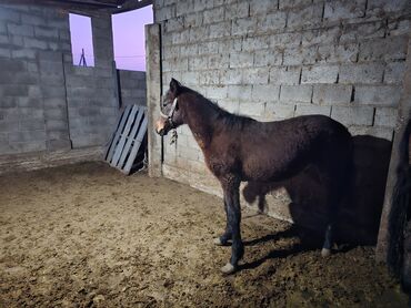 Лошади, кони: Продаю | Кобыла (самка) | Рабочий — 3