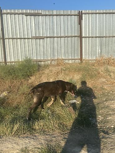 it elanlari: Alabay, 6 ay, Erkək, Peyvəndli — 3