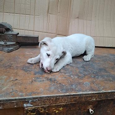 Отдам даром собаку: Щенок белого окраса - Порода: без породной принадлежности (метис) - — 6