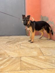 çoban iti qiyməti: Немецкая овчарка, 4 месяца, Самец