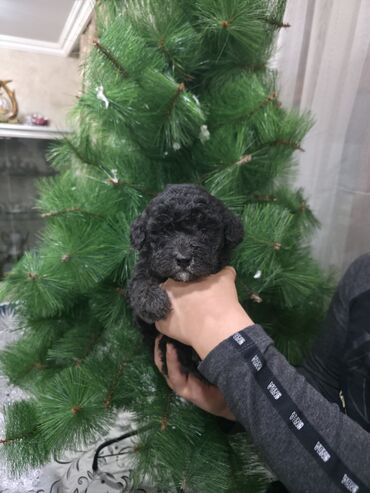 İtlər: Pudel, 2 ay, Dişi — 4