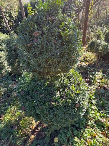 Şitillər: Şimşir tingləri satıram. Onlar dekorativ haşiyələr, hedcinqlər və — 5