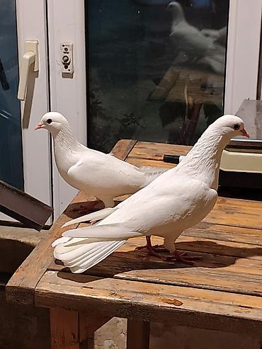 qus ucun qəfəs: 16-17tuk təmiz cilpaq ayaq aglar. biri erkey. biri mayadi. amma cut — 1