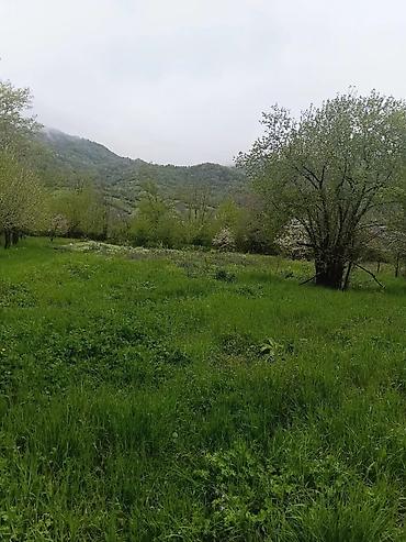 hovsanda torpaq satilir 2025: 10 sot, Kənd təsərrüfatı, Kupça (Çıxarış) — 1