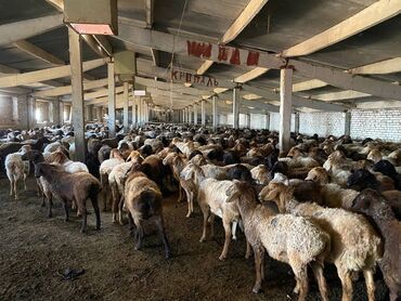 Вакансии: Требуется Пастух, Оплата Ежемесячно, Обучение