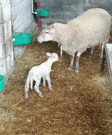 qurbanlıq quzular: Quzu, Ünvandan götürmə, Ödənişli çatdırılma, Rayonlara çatdırılma