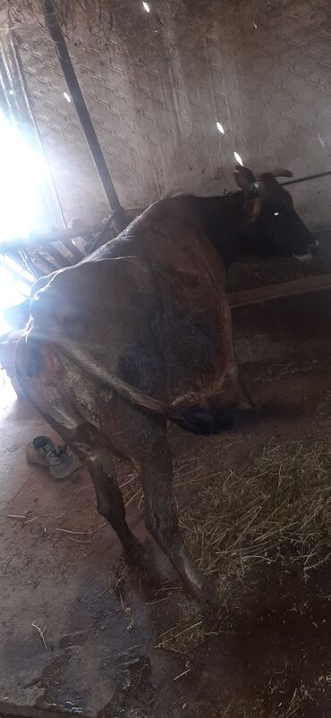 holstein inekleri: Dişi, il: 5, 120 kq, Ətlik, Ödənişli çatdırılma