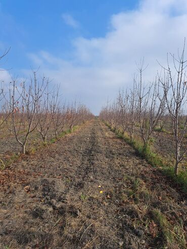 Torpaq sahələrinin satışı: Quba-Xaçmaz ərazisindədir Asvalt yola 5km yaxınlıqda 6 illik karmen — 9