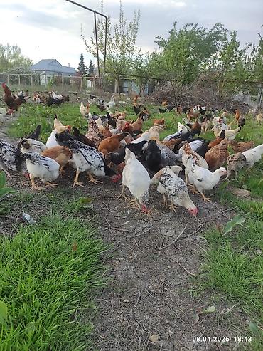 Toyuqlar: Toyuq, Ətlik -da lalafo.az — 1 Toyuqlar: Toyuq, Ətlik — 1