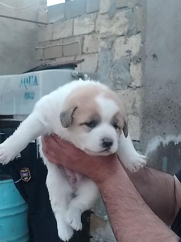 pomeranian spitz satisi: Salam 24. Gunlukdu Temmiz Qurdbasar kucukidi baxa bilmirəm deye ucuz — 3
