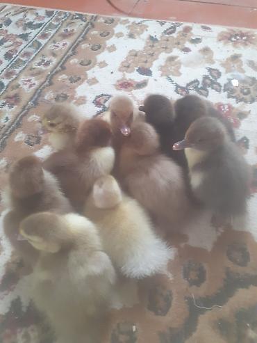 cucə satisi 2021: Salam .10 dene ordek balasi biri 2 manat . boyuk erkek diri ceki 5 kg — 1