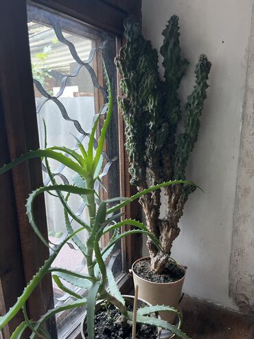 растения домашние: Продается 2-3 летние алоэ и кактус «скала» ему более 12 лет