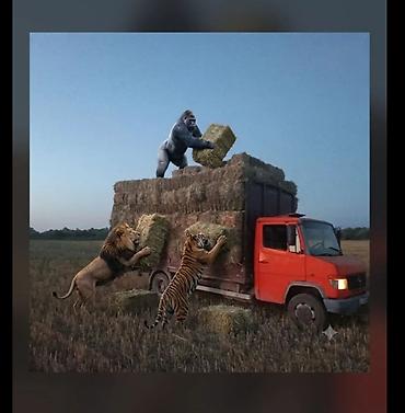 салон гольф 4: Грузовик, Mercedes-Benz, Стандарт, 7 т, Б/у — 10