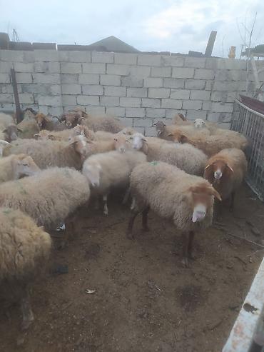 Digər kənd təsərrüfatı heyvanları: Digər kənd təsərrüfatı heyvanları — 10