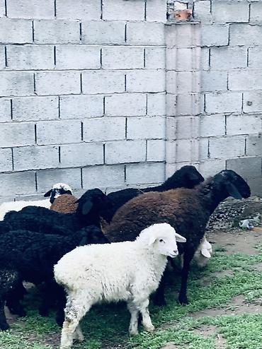 Баран, овца: Продаю | Овца (самка) | Для разведения | Матка — 9