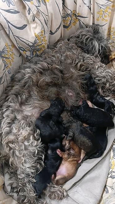 bu iti: Pubel balaları satilır teze dogülüblar behlənə bilərler unvan merdekan — 1
