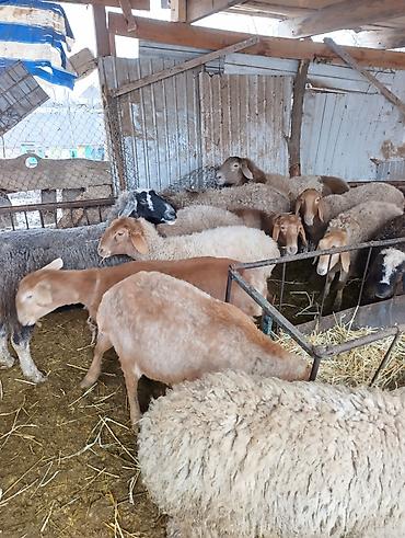 Баран, овца: Продаю | Овца (самка) | Для разведения | Матка — 6