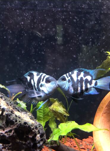 ayagi xinali qus: Panda balığı, Yırtıcı, Ödənişli çatdırılma