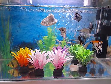 akvarium qiymetleri: 2 Akvarium Baliqlar hamsi birlikde 100 Manata satilir 051 920 19 91 — 1