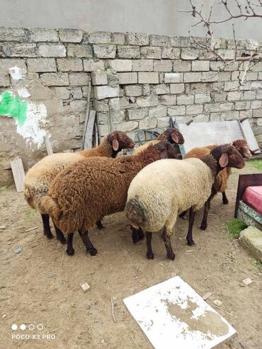 qala konstruktorları: Erkək, Qala, il: 1