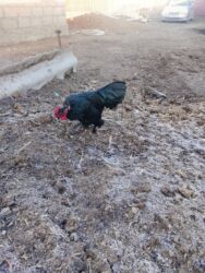 дом для собака: Карлики пара сатылат