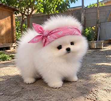 pomerian shpic: Şpitz, 2 ay, Sənədli — 1