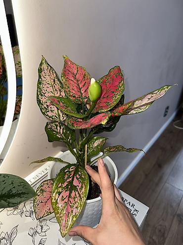 Аглаонемы: 1) сциндапсус расписной 500(с опорой металическая) 2) эпипрмиум — 7