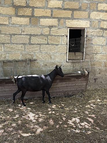 ev heyvanlarının satışı: Dişi, il: 1, Damazlıq, Ünvandan götürmə — 1