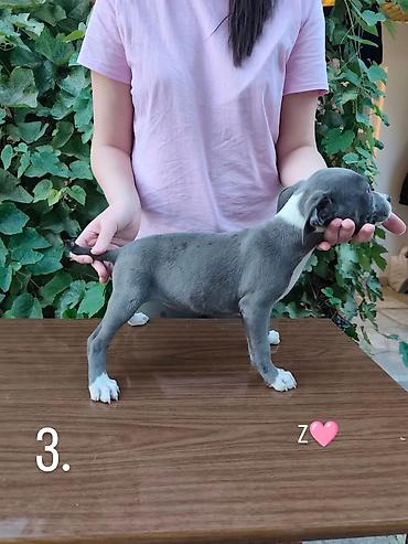 mini pomeranac: Stenci pitbula ostenjeni 05.08. Primili prvu vakcinu kao i preventivu — 10