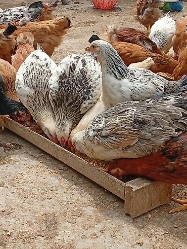 bulbul quşu satışı: Sağlam və baxımlı cücələr satılır . 2 aylıqdır. Kənd şəraitində — 1