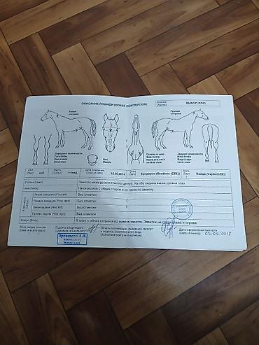 собака бульдок: Продаю | Кобыла (самка) | Английская — 7