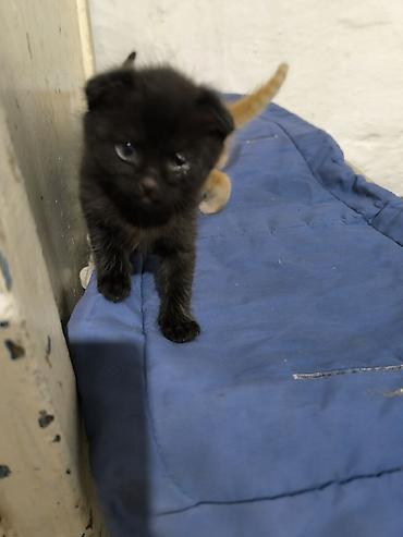 продажа породистых котят: Скотиш Фолд (Шотландская вислоухая), 1 месяц, Мальчик, Метис — 5