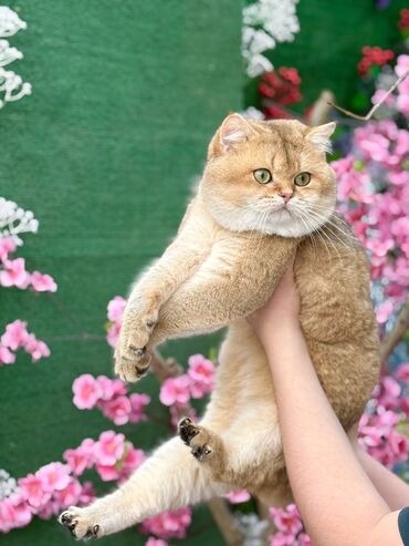 Pişiklər: 200 manatdan başdıyan qiymətlər 1000 manata kimi. Qiymət pişiyin — 8