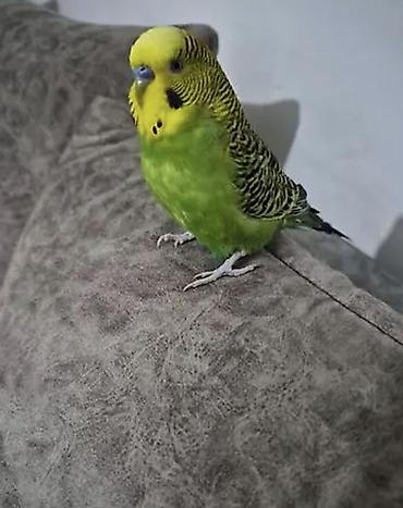 dovşan ucun qəfəs: Jins: Dalmatin naxışlı dalğalı papağan (budgerigar) Rəng: Parlaq yaşıl — 1