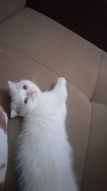 Кошки: Шотландская вислоухая — 9