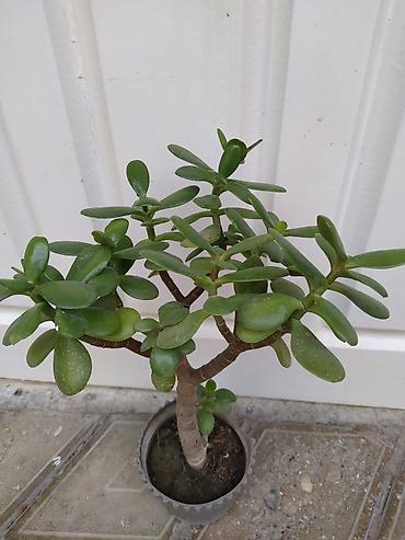 монстера: Otaq bitkiləri dəsti - Monstera deliciosa (dərin yarıqlı iri yaşıl — 6