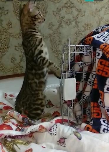 племенной: Бенгальская, 1 месяц, Мальчик, Приучена к лотку, Проглистована, С документами — 7