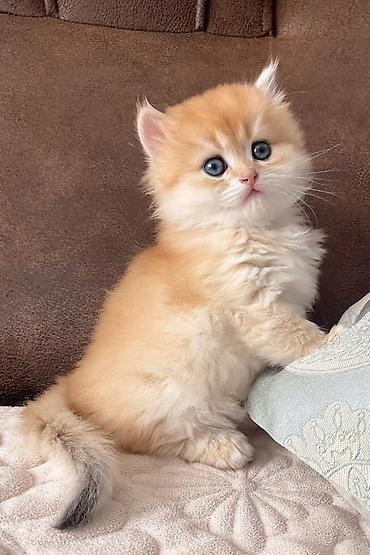 Pişiklər: Şinşilla — 6