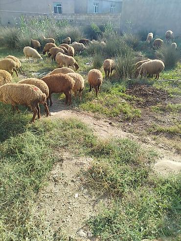 kənd təsərrüfatı heyvanları: Qoyun sürüsü satılır 87 quzudu kom biri 225 lə qiymet sondu - Növ — 2