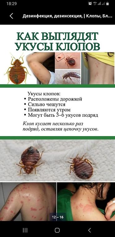 уничтожение таракан: Дезинфекция, дезинсекция, | Клопы, Блохи, Тараканы, | Офисы, Квартиры, Дома — 2
