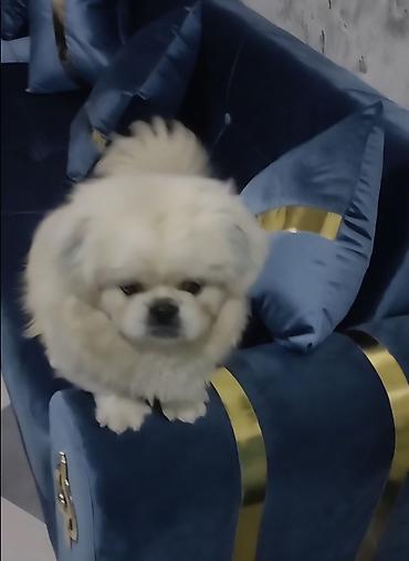 İtlər: Pekines, 1 il, Erkek, Cütləşmə üçün — 4