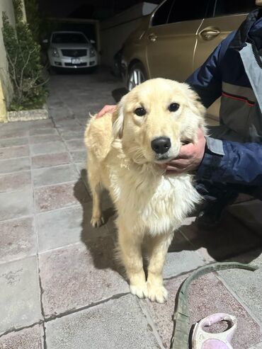 İtlər: Samoyed, 9 ay, Dişi, Cütləşmə üçün, Ünvandan götürmə, Pulsuz çatdırılma, Ödənişli çatdırılma