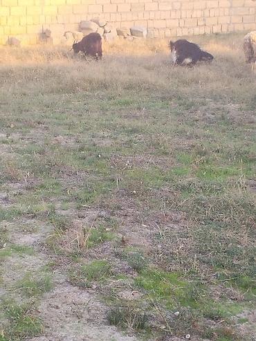 mal satisi: Salam ucdendi ucde erkyhdi sağlam saxlamağa kesglik olar buyrun kesbde — 1