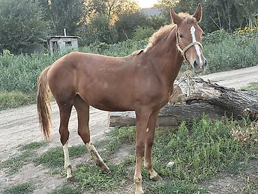 Продаю | Кобыла (самка), Конь (самец) | Для разведения